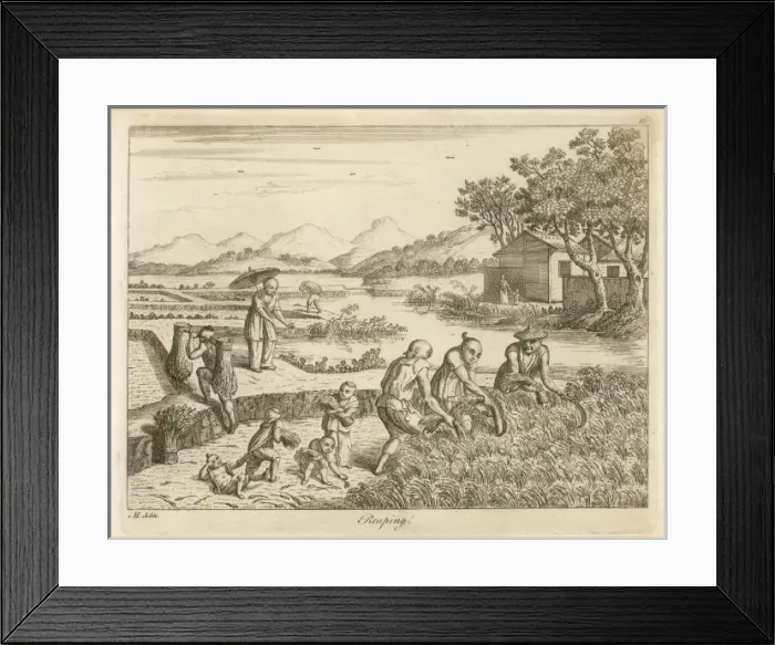 Framed Print : Rice in China - 4 Framed Print : Rice in China - 4
