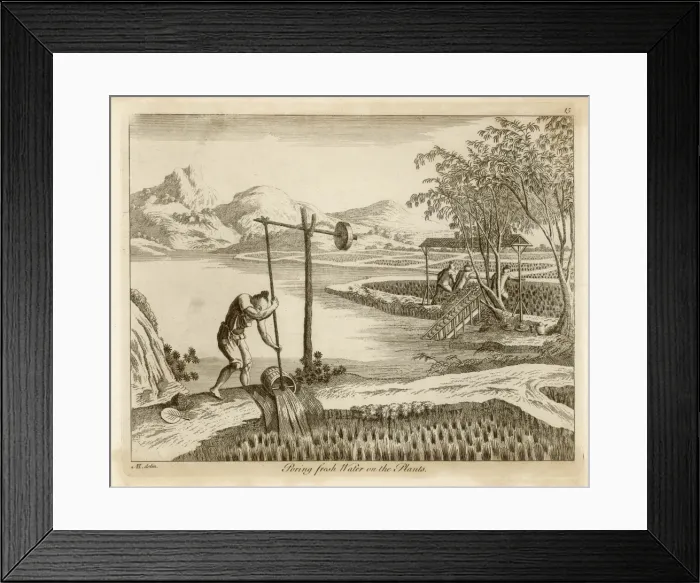 Framed Print : Rice in China - 3 Framed Print : Rice in China - 3