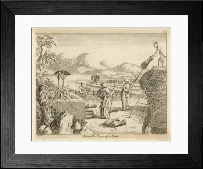 Framed Print : Rice in China - 5 Framed Print : Rice in China - 5