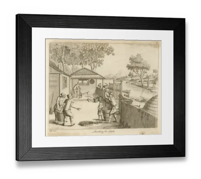 Framed Print : Rice in China - 7 Framed Print : Rice in China - 7