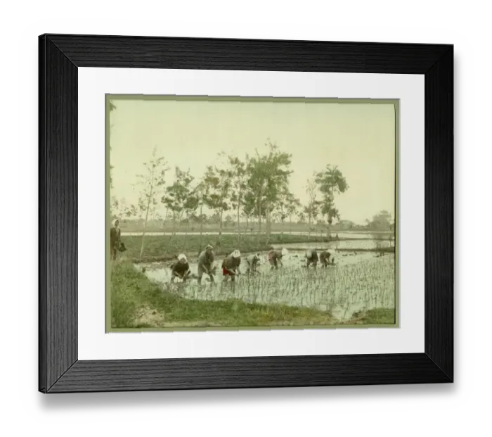 Framed Print : Workers in a paddy field Framed Print : Workers in a paddy field