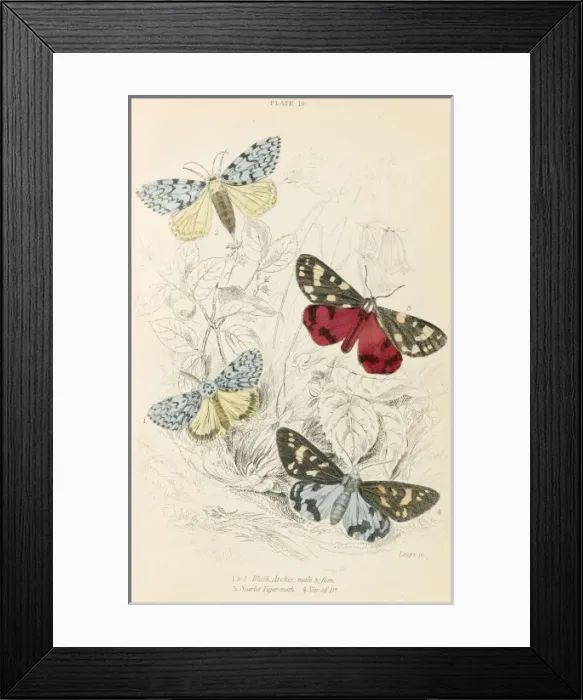 Framed Print : Black Arch and Tiger M Framed Print : Black Arch and Tiger M