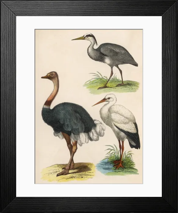 Framed Print : Three Kinds of Bird Framed Print : Three Kinds of Bird