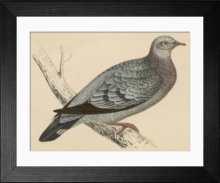 Framed Print : STOCK DOVE Framed Print : STOCK DOVE