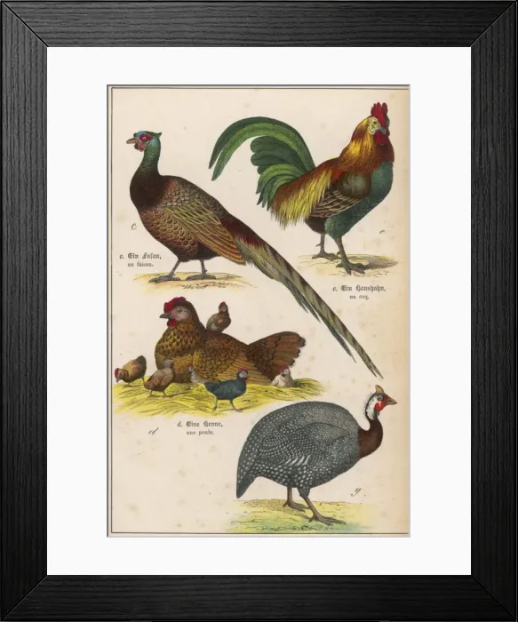 Framed Print : Four Kinds of Bird Framed Print : Four Kinds of Bird