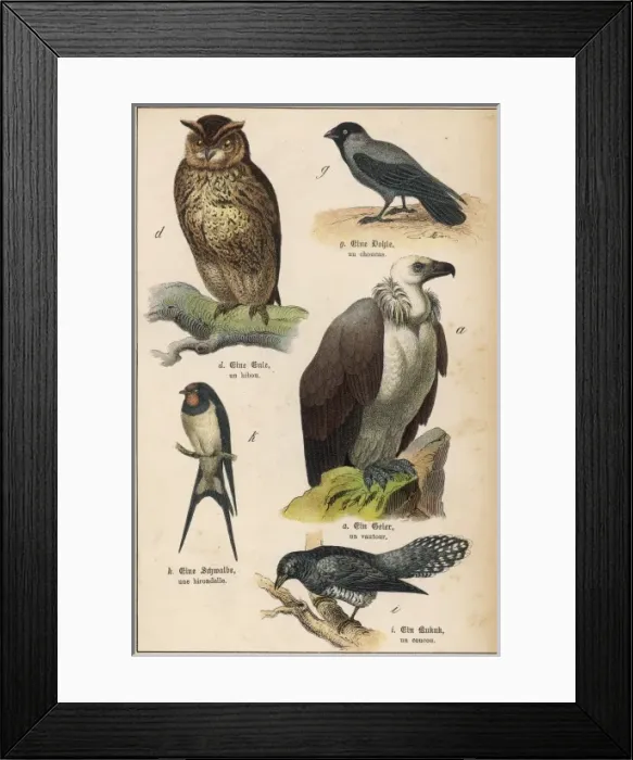 Framed Print : Five Kinds of Bird Framed Print : Five Kinds of Bird