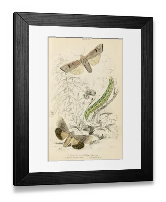 Framed Print : Sword Grass Moth, Y. Und Framed Print : Sword Grass Moth, Y. Und