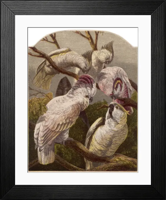 Framed Print : Cockatoo (Kronheim) Framed Print : Cockatoo (Kronheim)