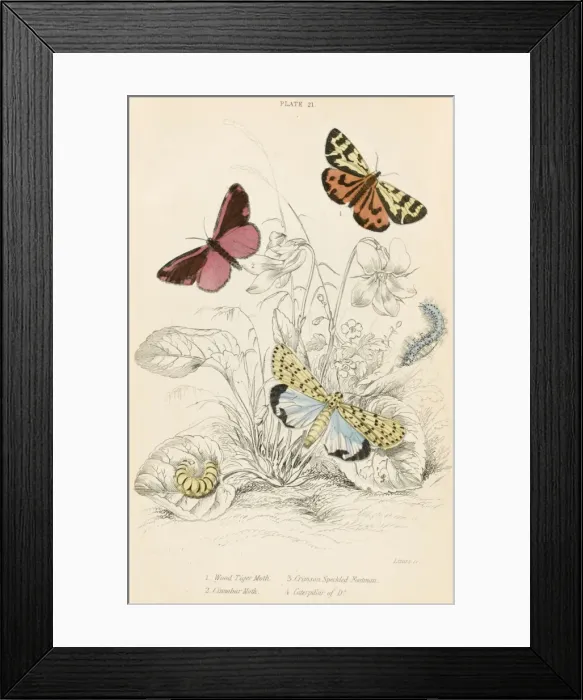 Framed Print : Tiger Moth and Others Framed Print : Tiger Moth and Others