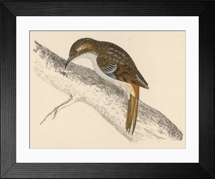 Framed Print : Tree-Creeper (Morris) Framed Print : Tree-Creeper (Morris)
