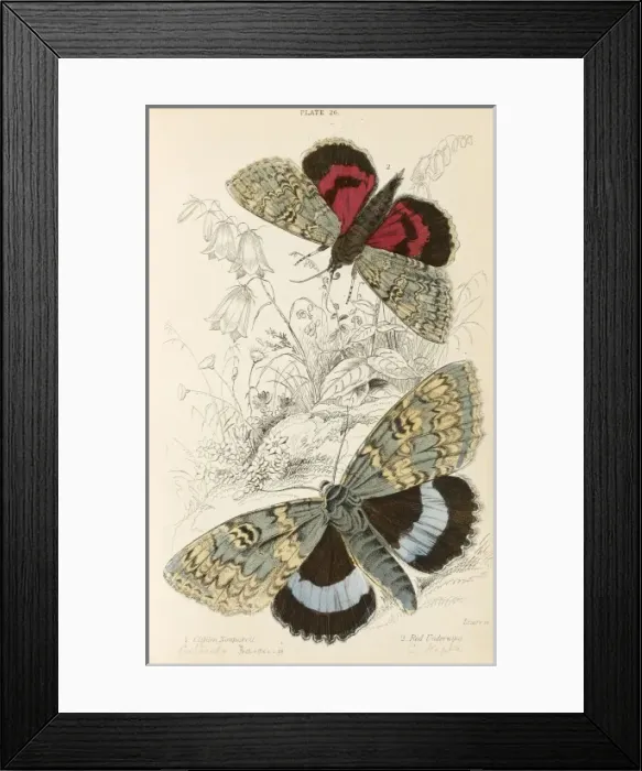 Framed Print : Two Beautiful Moths Framed Print : Two Beautiful Moths