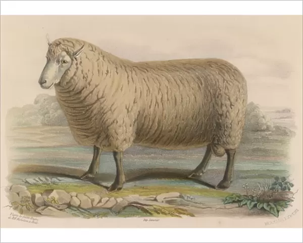 Southdown Sheep