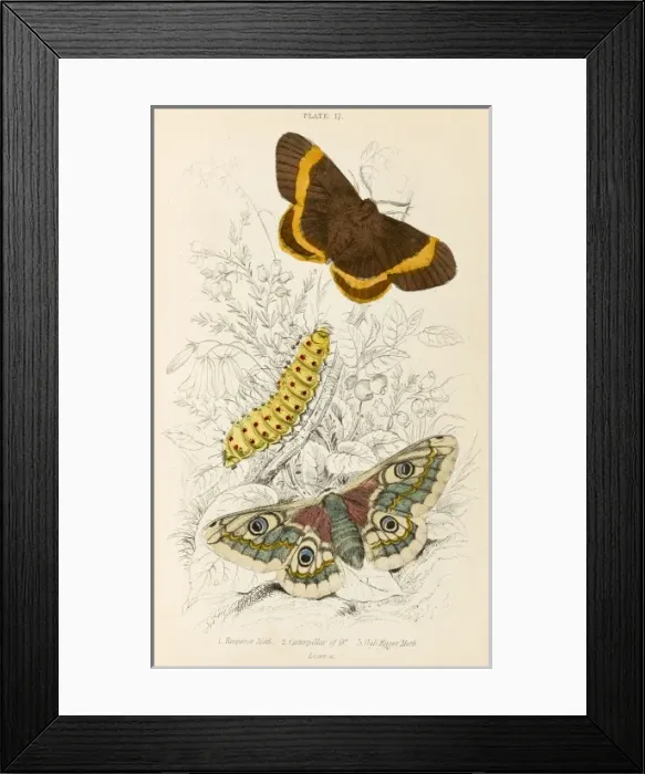 Framed Print : Oak Egger & Emperor M Framed Print : Oak Egger & Emperor M