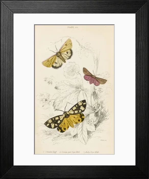 Framed Print : Tiger Moths and Friend Framed Print : Tiger Moths and Friend