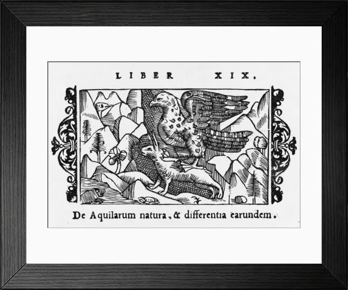 Framed Print : Eagle Catches Hare Framed Print : Eagle Catches Hare