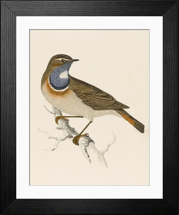 Framed Print : Bluethroat / Bluebreast Framed Print : Bluethroat / Bluebreast