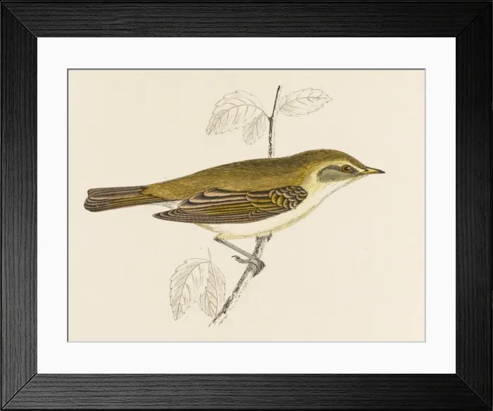 Framed Print : Chiffchaff (Morris) Framed Print : Chiffchaff (Morris)