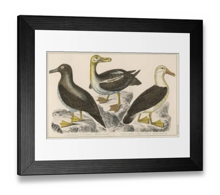Framed Print : ALBATROSS. Three varieties of albatross (diomedeidae); no 3 is the black-eyed Framed Print : ALBATROSS. Three varieties of albatross (diomedeidae); no 3 is the black-eyed
