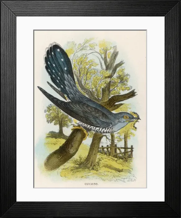 Framed Print : Cuckoo (Sharpe) Framed Print : Cuckoo (Sharpe)