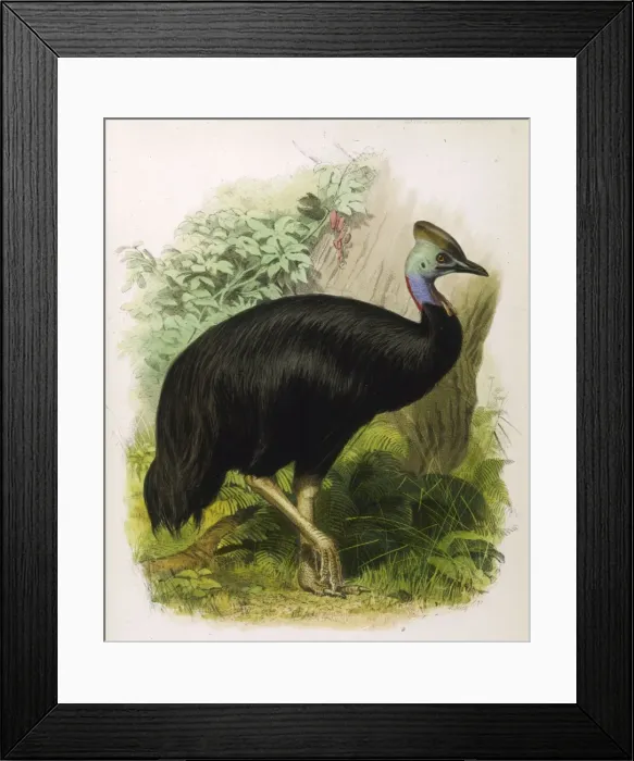Framed Print : Cassowary (Galeatus) Framed Print : Cassowary (Galeatus)