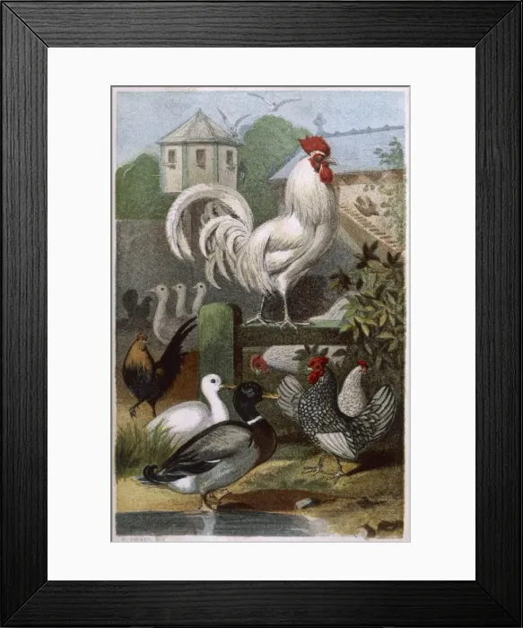 Framed Print : Mixed Poultry (Beeton) Framed Print : Mixed Poultry (Beeton)