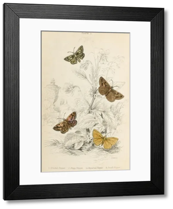 Framed Print : Four Skipper Moths Framed Print : Four Skipper Moths