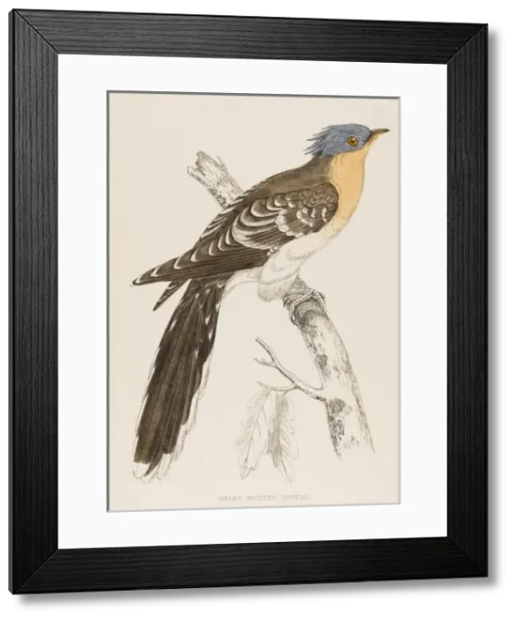 Framed Print : Great Spotted Cuckoo Framed Print : Great Spotted Cuckoo