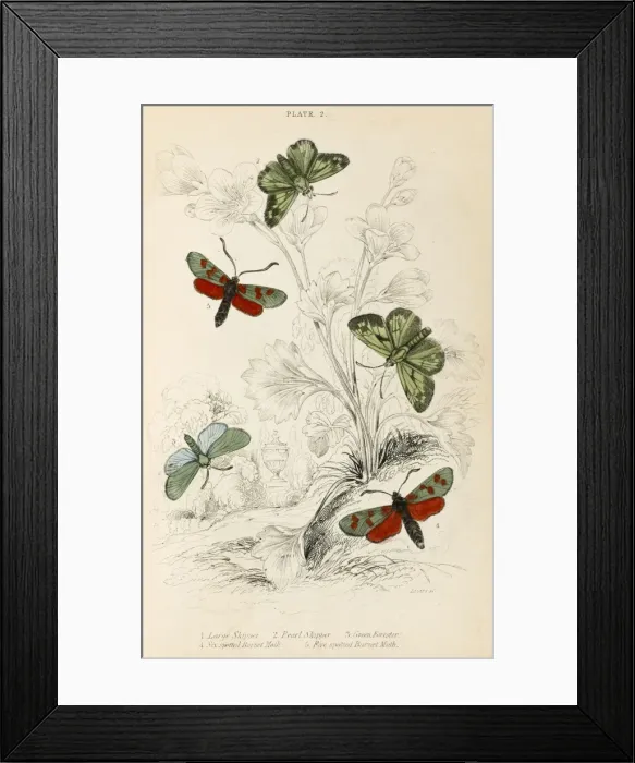 Framed Print : Various Skippers Framed Print : Various Skippers