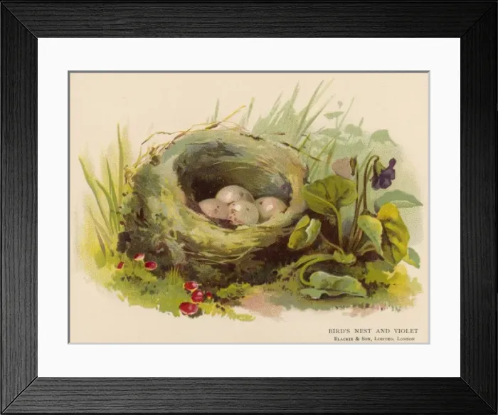 Framed Print : Eggs in a Nest C1880 Framed Print : Eggs in a Nest C1880