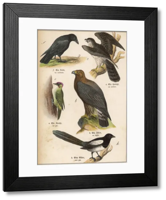Framed Print : Five Kinds of Bird Framed Print : Five Kinds of Bird