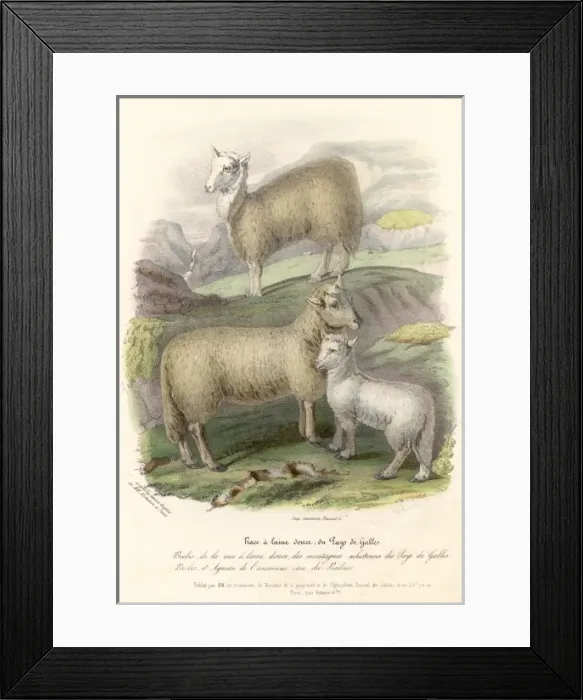 Framed Print : Welsh Mountain Sheep Framed Print : Welsh Mountain Sheep