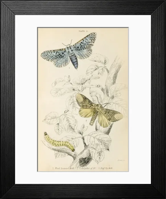 Framed Print : Wood Leopard & Buff Tip Framed Print : Wood Leopard & Buff Tip