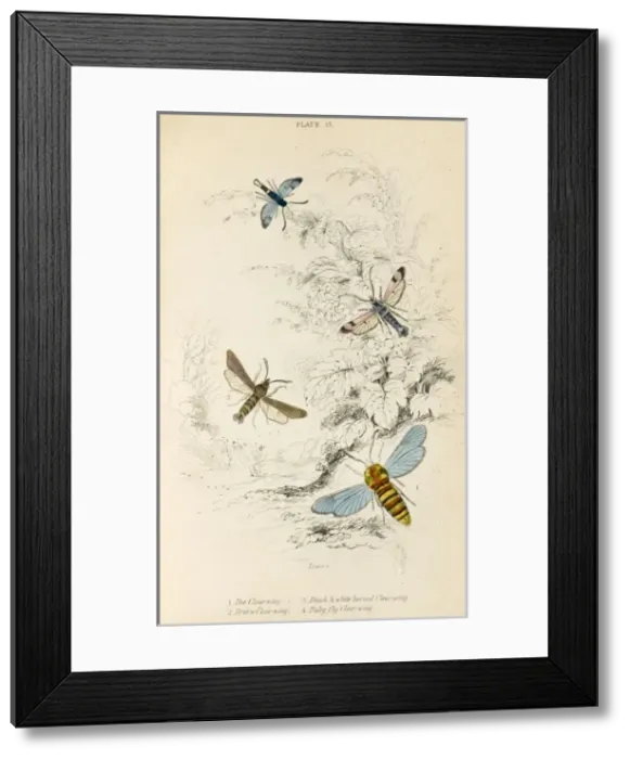 Framed Print : Four Clear Wing Moths