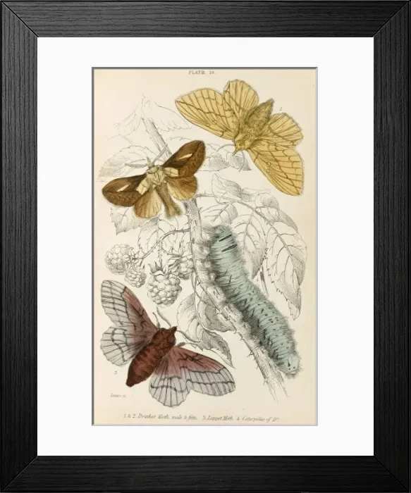 Framed Print : Drinker & Lappet Moths Framed Print : Drinker & Lappet Moths