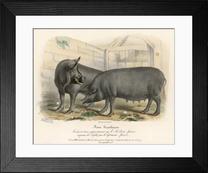 Framed Print : Neapolitan Pigs Framed Print : Neapolitan Pigs