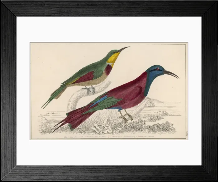 Framed Print : Two Bee-Eaters Framed Print : Two Bee-Eaters
