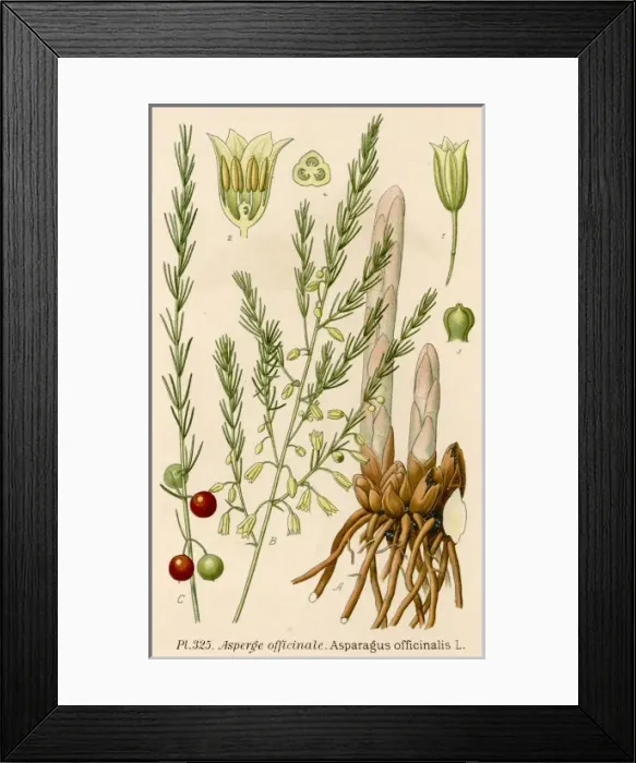 Framed Print : Plants / Asparagus Framed Print : Plants / Asparagus