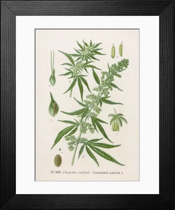 Framed Print : Plants / Cannabis Sativa Framed Print : Plants / Cannabis Sativa
