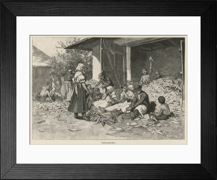 Framed Print : Maize Hungary 1891 Framed Print : Maize Hungary 1891