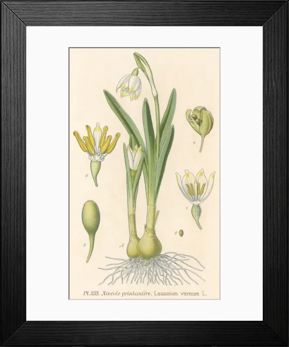 Framed Print : Plants / Leucojum Vernum Framed Print : Plants / Leucojum Vernum