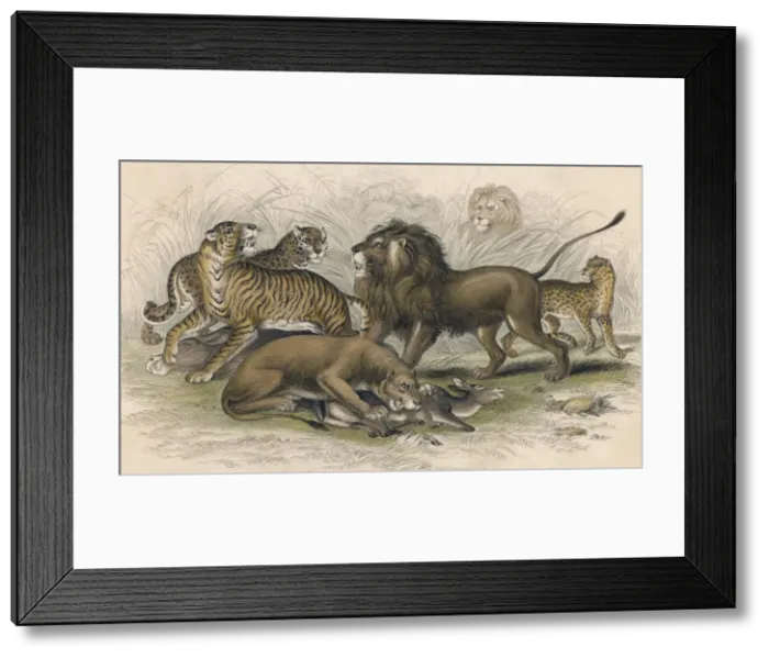 Framed Print : Lions & Wild Cats / Miller Framed Print : Lions & Wild Cats / Miller