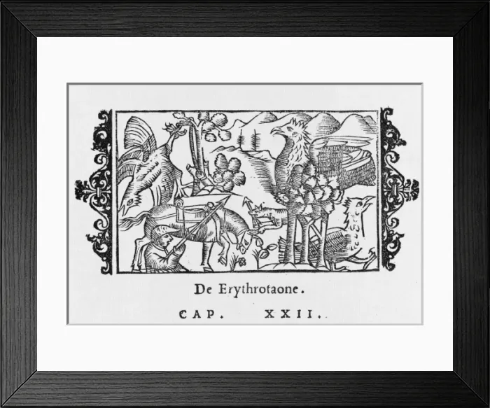 Framed Print : ERYTHROTAO Framed Print : ERYTHROTAO