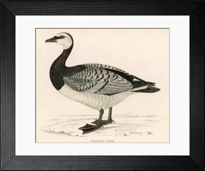 Framed Print : Barnacle Goose Framed Print : Barnacle Goose