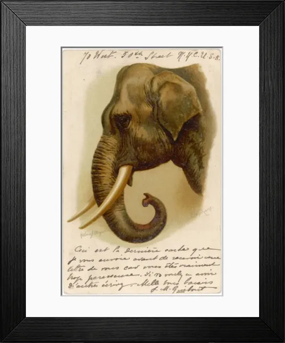 Framed Print : ELEPHANTs HEAD 1904 Framed Print : ELEPHANTs HEAD 1904