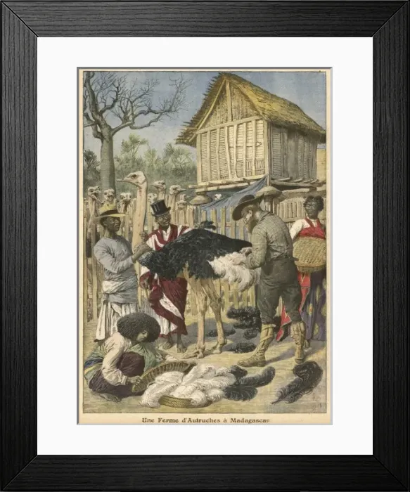 Framed Print : Ostrich Farm Mafagascar Framed Print : Ostrich Farm Mafagascar