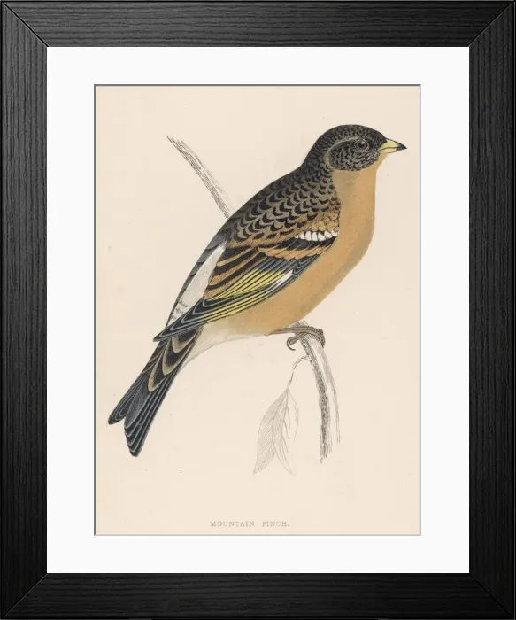 Framed Print : BRAMBLING. (Fringilla montifringilla). Also known as the MOUNTAIN FINCH : a migratory bird Framed Print : BRAMBLING. (Fringilla montifringilla). Also known as the MOUNTAIN FINCH : a migratory bird