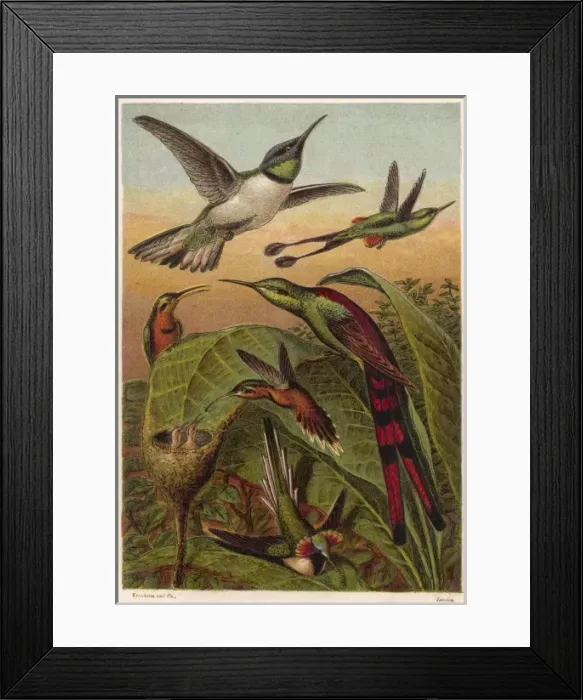 Framed Print : Humming Birds - 1 Framed Print : Humming Birds - 1
