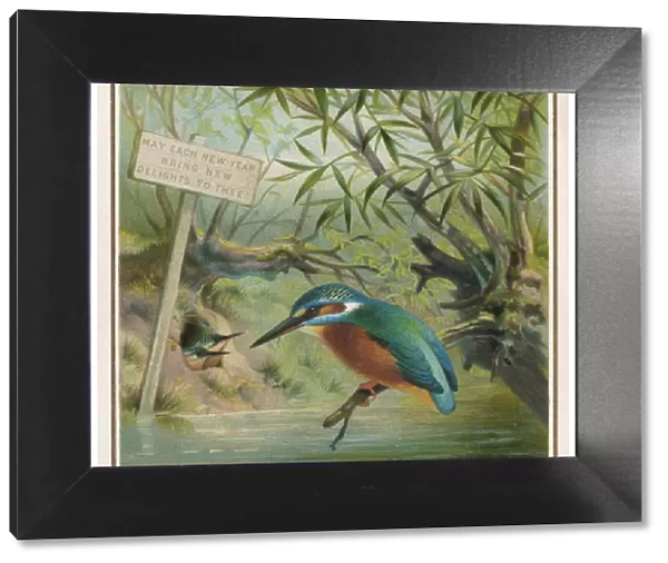 Kingfisher (Card)
