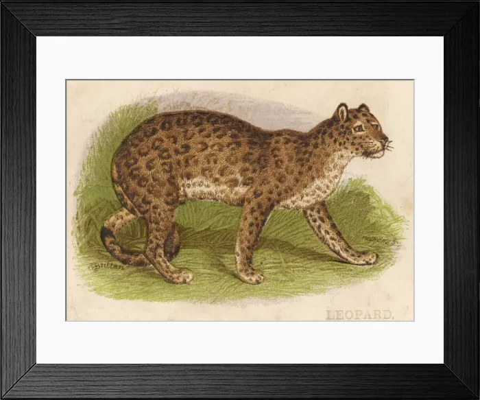 Framed Print : Leopard Profile View Framed Print : Leopard Profile View