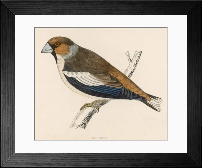 Framed Print : Hawfinch (Morris) 1851 Framed Print : Hawfinch (Morris) 1851